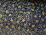 Close-up of a Brook Trout Photographic Print by Bill Curtsinger
