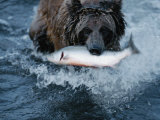 A Grizzly Bear Carries its Freshly Caught Salmon to Shore Photographic Print by Joel Sartore