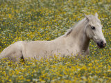 A domestic horse rests in a meadow of little yellow and white flowers Lámina fotográfica por Annie Griffiths Belt A domestic horse rests in a meadow of little yellow and white flowers Lámina fotográfica por Annie Griffiths Belt