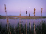 Cattails Photographic Print by Phil Schermeister