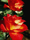 Close View of a Rose Photographic Print by Marc Moritsch