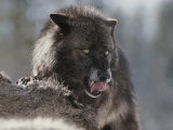 Gray Wolf Licks its Lips While Feasting on Mule Deer Photographic Print by Jim And Jamie Dutcher