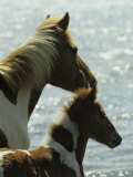 Wild Pony and Foal Looking Out at the Water Photographie par James L. Stanfield