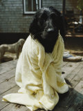A dog that has just had a bath 写真プリント - ビル・ビル・カートシンガー