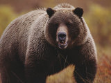 A Large Adult Grizzly Bear Faces the Camera Photographie par Joel Sartore