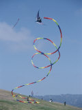A Long-Tailed Kite Soars at the Berkeley Marina Park Photographic Print by Stephen Sharnoff