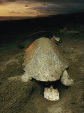 Olive Ridley Sea Turtle and Eggs, Which the Animal Lays after Digging a Hole in the Sand Photographic Print by Steve Winter