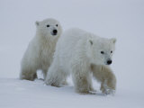 Two Juvenile Polar Bears Walking Across the Snow Photographic Print by Norbert Rosing