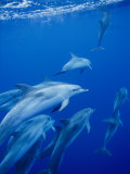 A Group of Spotted Dolphins Swim Near the Oceans Surface Fotoprint van Brian J. Skerry