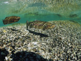 Two Rainbow Trout Swim in a Shallow Stream Above Sunlit Gravel Photographic Print by Michael S. Quinton