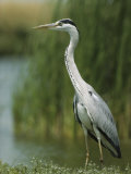 Slender Gray Heron Standing at the Waters Edge Photographic Print by Klaus Nigge
