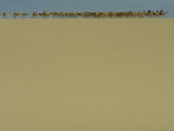 Salt Caravan Enroute to Agadez and Nigeria Photographic Print by James L. Stanfield