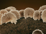An Array of Common Split Gill Mushrooms Photographic Print by Darlyne A. Murawski