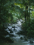 A View of a Tropical Stream in El Yunque, Puerto Rico Photographic Print by Taylor S. Kennedy