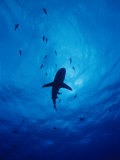 A Silhouette of a Grey Reef Shark Photographie par Brian J. Skerry