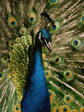 Close View of a Peacock Photographic Print by George F. Mobley