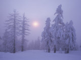 Snow Blankets Trees on Diamond Peak Photographic Print by Phil Schermeister