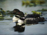 Close View of a Mated Pair of Common Loons Swimming in Tandem Photographic Print by Michael S. Quinton