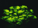 Jack-O-Lantern Mushrooms Glowing Green at Night Photographic Print by Darlyne A. Murawski