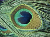 A Close-up of a Peacock Feather Lámina fotográfica por Todd Gipstein A Close-up of a Peacock Feather Lámina fotográfica por Todd Gipstein