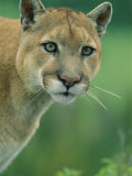A Close View of a Captive Male Mountain Lion Photographic Print by Norbert Rosing