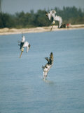 Three Brown Pelicans Dive into Water after Fish Photographic Print
