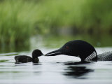 Michael S. Quinton - A Tiny Loon Chick Being Fed by its Parent Fotografická reprodukce Michael S. Quinton - A Tiny Loon Chick Being Fed by its Parent Fotografická reprodukce