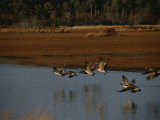 Canada Geese Take Flight over a Marsh Photographic Print by Raymond Gehman