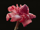 Dew Drops Glisten on a Beautiful Pink Torch Ginger Flower Photographic Print by Paul Chesley