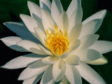 A Close View of a White Fragrant Water Lily Lámina fotográfica