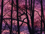 Detail of Bare Trees Silhouetted against a Deep Rose Sky Photographic Print by Mattias Klum