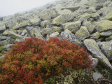 Granite Rock and Heather, Bayerischer Wald National Park, Germany Photographic Print by Norbert Rosing