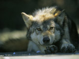 Loup gris Photographie par Joel Sartore