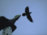 Carved Raven Tops a Totem Pole, with Live Raven Flying Above Photographie par Michael Melford