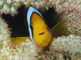 An orange-fin anemonefish shelters among sea anemone tentacles Lámina fotográfica