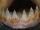 Close view of the teeth of a piranha Lámina fotográfica por Paul Zahl Close view of the teeth of a piranha Lámina fotográfica por Paul Zahl