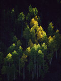 Sunlight Highlights Aspen Trees in Their Fall Colors Near Silverton Photographic Print by Melissa Farlow