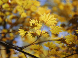 A Close Look at Japanese Maple Trees Photographie par Darlyne A. Murawski
