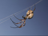 Close View of a Spider on Web Photographic Print