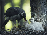 A Northern Goshawk Feeds its Scrawny White Chicks Photographic Print by Michael S. Quinton
