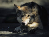 Loup gris Photographie par Joel Sartore