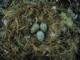 Glaucous-Winged Gull Nest with Three Eggs Photographic Print by Joel Sartore