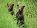 Alaskan Brown Bear Cubs Wait in Long Grass for Their Mother Photographie par Michael Melford