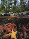 A Group of Ochre Sea Stars Clustered on a Rocky Shore Photographic Print by Bill Curtsinger