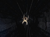 Argiope (Orb Weaver) Spider on an Intricately Woven Web Photographie par Paul Zahl