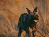 An African Wild Dog Bares its Teeth in Warning Photographie par Chris Johns