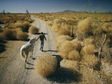 A Man Leads a Horse Down a Dirt Road Photographic Print by Walter Meayers Edwards
