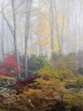 Japanese Maple Trees in the Fog Photographic Print by Darlyne A. Murawski