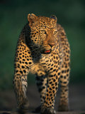 Portrait of a Five-Year-Old Leopard Photographic Print by Kim Wolhuter