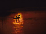 Cormorants Silhouetted in Suns Reflection on the Chesapeake Bay Photographic Print by Medford Taylor